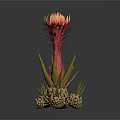 Unique Plant Featuring Red Yellow Flower Green Stem And Small Pineapple Like Structures With Buds