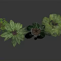 Various Indoor Plants With Green And White Striped Leaves On Black Surface With Reflections