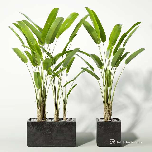 Lush Tropical Potted Plants Featuring Large Green Leaves In Square Black Pots 3d model 