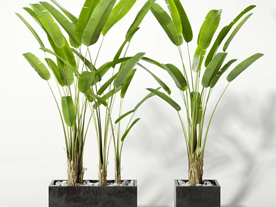 Lush Tropical Potted Plants Featuring Large Green Leaves In Square Black Pots 3d model