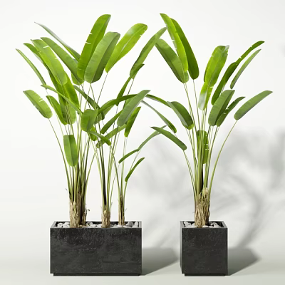 Lush Tropical Potted Plants Featuring Large Green Leaves In Square Black Pots 3d model