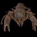 Brown Freshwater Crayfish With Prominent Claws And Detailed Exoskeleton