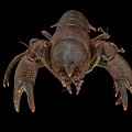 Modern Lobster Crayfish 3d model