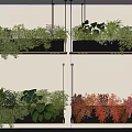 Indoor Hanging Basket Plants With Green And Red Foliage In Black Planters