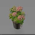 Potted Hydrangea Plant With Pink And White Flowers Green Leaves In Brown Ceramic Pot