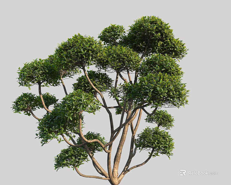 Lush Green Arbor Tree With Spreading Branches And Healthy Foliage 3d model 