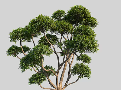 Lush Green Arbor Tree With Spreading Branches And Healthy Foliage 3d model