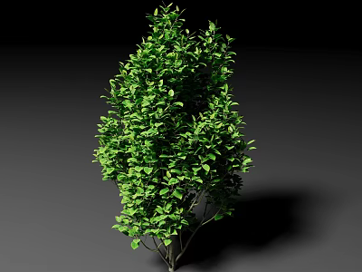 Lush Green Arbor Tree With Dense Foliage And Strong Trunk 3d model