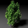 Lush Green Arbor Tree With Dense Foliage And Strong Trunk