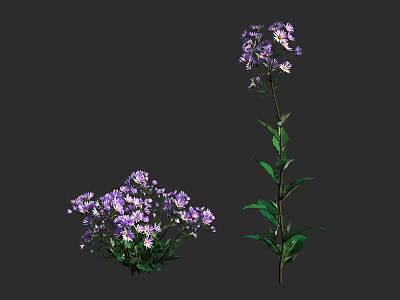 Lush Bushy Garden Shrub With Vibrant Purple Flowers And Green Leaves 3d model