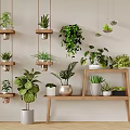 Indoor Hanging Basket Plants With Various Green Species On Wall And Wooden Shelf Decor
