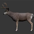 Brown Buck With Large Antlers Standing On Black Background Showing Reflection 3d model