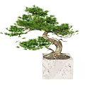 Bonsai Tree With Curved Trunk And Lush Foliage In Square Stone Pot