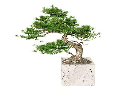 Bonsai Tree With Curved Trunk And Lush Foliage In Square Stone Pot 3d model
