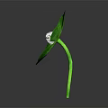 Isolated Green Four Leaf Clover Plant Featuring Vibrant Leaves And White Center On Dark Background