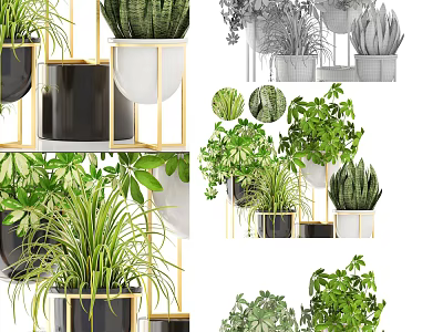 Modern Bonsai and Potted Succulent Green Plants on Metal Shelves with Black White Containers 3d model