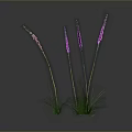 Purple Sea Anemone With Green Grass Like Tentacles Growing On Gray Background