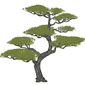 Ornamental Tree with Curved Branches and Lush Green Needles for Garden Landscape Design