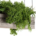 Wooden Hanging Basket With Lush Green Plants And Trailing Foliage Suspended By Chains