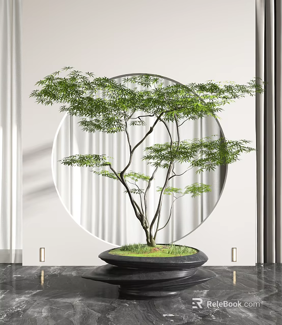 Elegant Bonsai Plant in Black Pot with Green Moss Round Window and White Curtains 3d model 