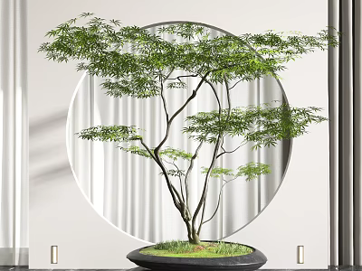 Elegant Bonsai Plant in Black Pot with Green Moss Round Window and White Curtains 3d model