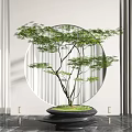 Elegant Bonsai Plant in Black Pot with Green Moss Round Window and White Curtains