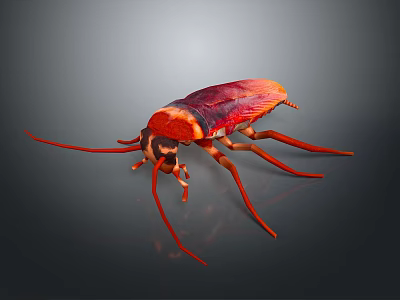 Red and Brown Cockroach With Long Antennae And Legs On Dark Background 3d model