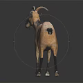 Brown and Black Goat With Curved Horns Standing on Black Surface Against Gray Background