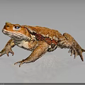 Orange Red Spotted Toad Standing With Reflection On Dark Smooth Surface 3d model