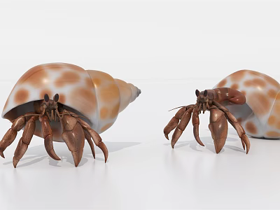 Modern Hermit Crab 3d model Modern Hermit Crab 3d model