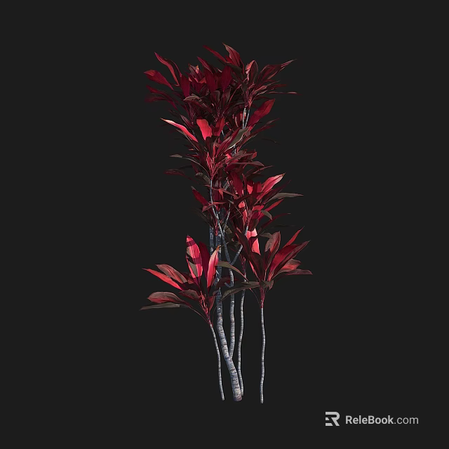 Vibrant Red Leaf Shrub with Multiple Stems Against Black Background 3d model 