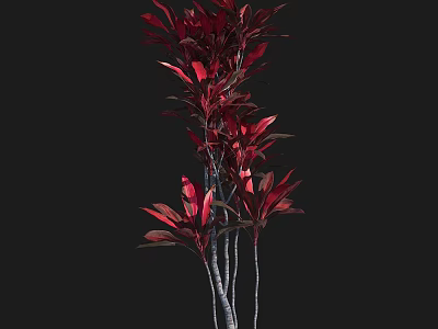 Vibrant Red Leaf Shrub with Multiple Stems Against Black Background 3d model