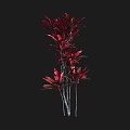Vibrant Red Leaf Shrub with Multiple Stems Against Black Background 3d model