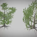 Cartoon Scene with Two Trees Green Leaves Visible Trunks and Exposed Roots on Gray Background