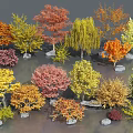 Colorful Diverse Trees with Red Yellow Orange Green Leaves and Stones in Landscape