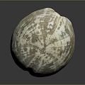 Shellfish With Beautiful Brown And White Patterned Shell On Black Background