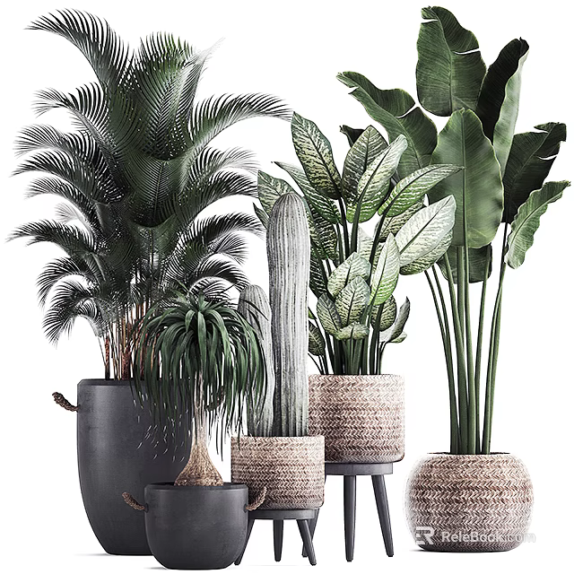 Indoor Potted Plants Collection With Palm Cactus And Large Leaf Varieties In Woven Black Pots 3d model 