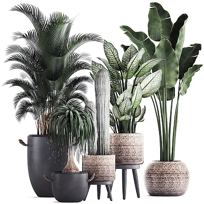Indoor Potted Plants Collection With Palm Cactus And Large Leaf Varieties In Woven Black Pots 3d model