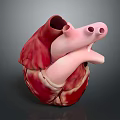 Detailed 3D Model of Human Heart with Red Pink Tissues and Blood Vessels