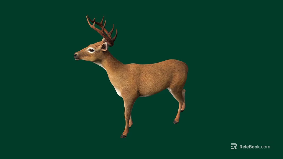 Brown Deer With Antlers Standing On Green Background In Side Profile View 3d model 