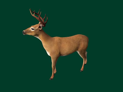 Brown Deer With Antlers Standing On Green Background In Side Profile View 3d model