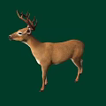 Brown Deer With Antlers Standing On Green Background In Side Profile View