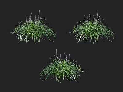 Three Green Grass Clumps With Long Leaves And Purple Flower Spikes In Garden 3d model