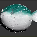Cute Blue And White Puffer Fish With Big Eyes And Spikes