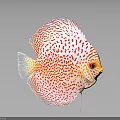 Red and white spotted discus fish with red eyes on a stand against grey background
