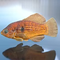 Vibrant Orange Brown Spotted Tropical Fish Swimming In Aquarium With Reflection