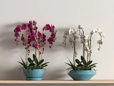 Purple and White Orchid Bonsai Plants in Blue Pots on Shelf 3d model