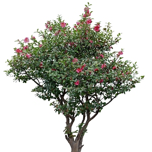 2D Shrub SU model 3d model