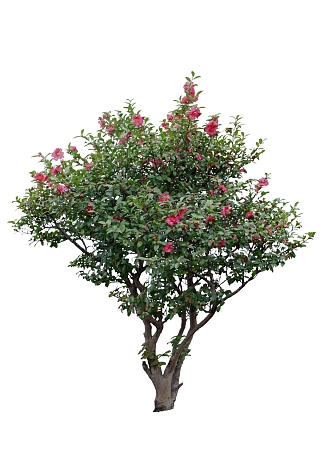 2D Shrub SU model 3d model