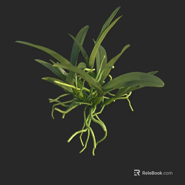 Lush Green Indoor Plant With Long Thin Roots And Foliage On Dark Background 3d model 